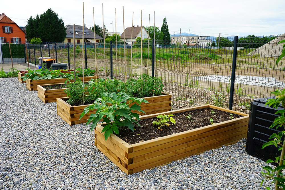 Le potager fin du printemps - Eurhode business services