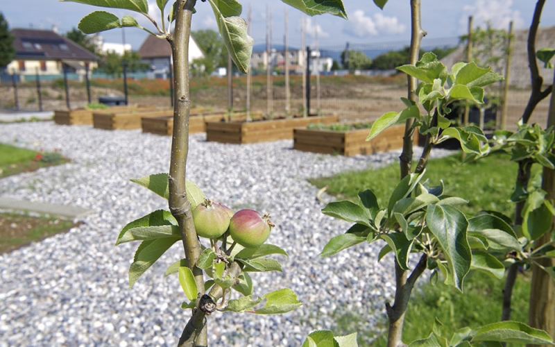 Jardin fruitier et potager d'Eurhode business services